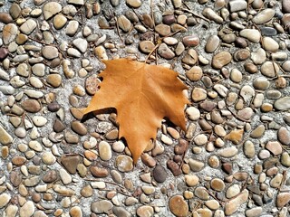 Hoja de plátano de indias de color anaranjado y seca caída sobre suelo de piedras y cantos, final del verano, premonición del otoño