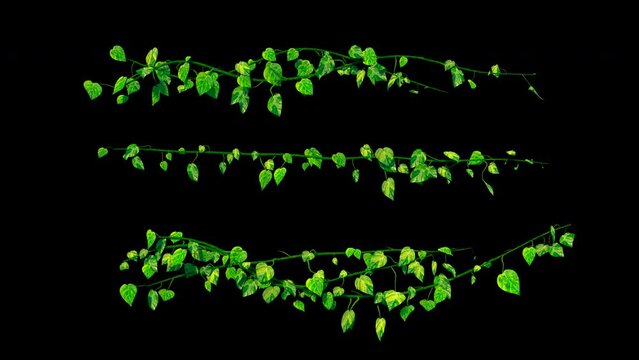 Ivy / vine houseplant growing animation. Collection. Including alpha channel for transparency	