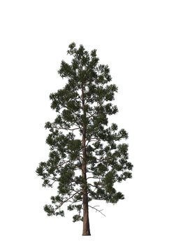 Araucaria cunninghamii, pine, hoop pine, colonial pine, Queensland pine,  Dorrigo pine, Moreton Bay pine, Richmond River pine, light for daylight, easy to use, 3d render, isolated