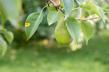 Diseases of pear leaves and all pome fruits and junipers. Development of rust. A bright red-orange spot is formed on the upper side of the leaves, and a nipple-like growth on the lower side 
