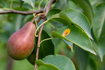 Diseases of pear leaves and all pome fruits. Development of rust. A bright red-orange spot is formed on the upper side of the leaves, and a nipple-like growth on the lower side. 