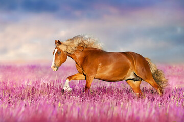 Horse run gallop in flowers against sunset sky