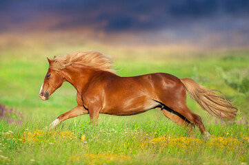 Horse with long mane run free in flowers