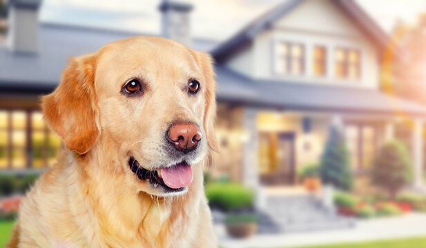 Cute smart young dog pet, AI generated image