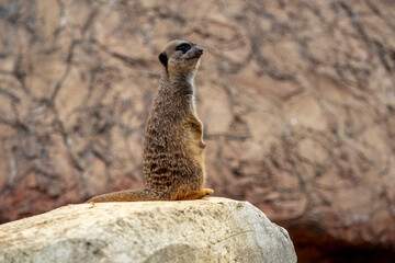 suricate