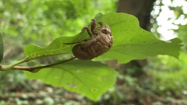 The empty shell of a cicada larva. In this shell, the cicada spends many years underground before climbing to the surface, leaving this shell and becoming an adult for a couple of weeks!