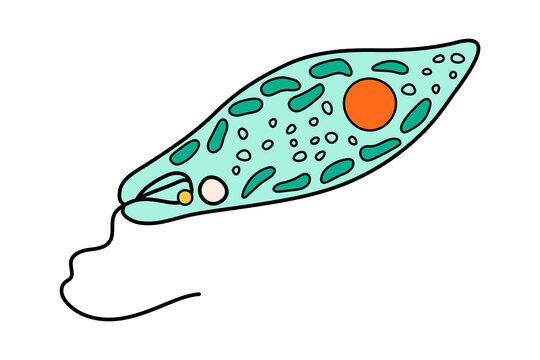 Euglena Viridis proteus science icon with nucleus, vacuole, contractile. Biology education laboratory cartoon protozoa organism. Bold bright unicellular microorganism. Vector illustration isolated on
