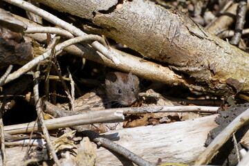 vole (mouse) in natural habitat. Looking out from between the woodpile.