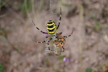 spider on the ground