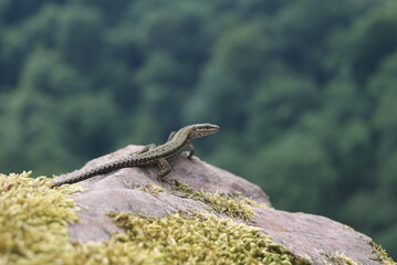 Gekko