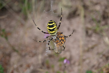 spider on the web