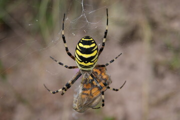 spider on the web