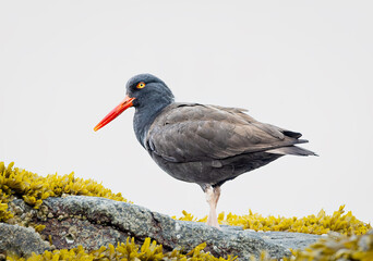 A Black Oystercatcher on a rock in Katmai National Park, Alaska.