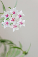 close up of blooming white Hoya bella flower with green leaves  - 640354656