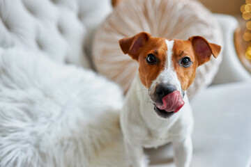 Cute and Funny Jack Russell Terrier is waiting for the holiday at home.
