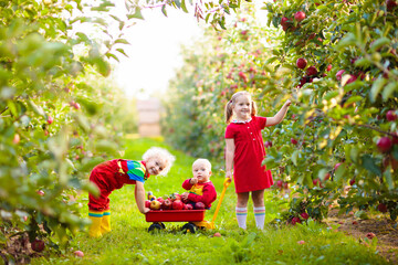 Kids picking apples in fruit garden