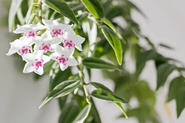 close up of blooming white Hoya bella flower with green leaves  - obrazy, fototapety, plakaty