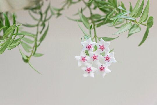 close up of blooming white Hoya bella flower with green leaves 