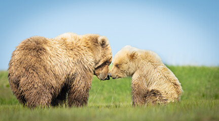 Mother bear and cub showing affection, Katmai National Park, Alaska.
