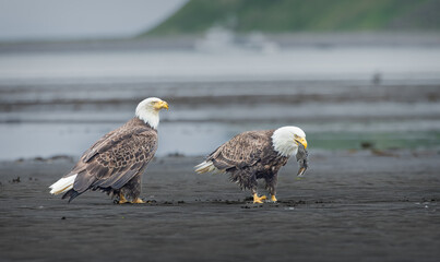 Two Bald Eagles eating a flounder in Katmai National Park, Alaska.