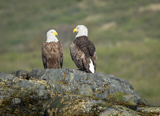 Two Bald Eagles on the rock in Katmai National Park, Alaska.