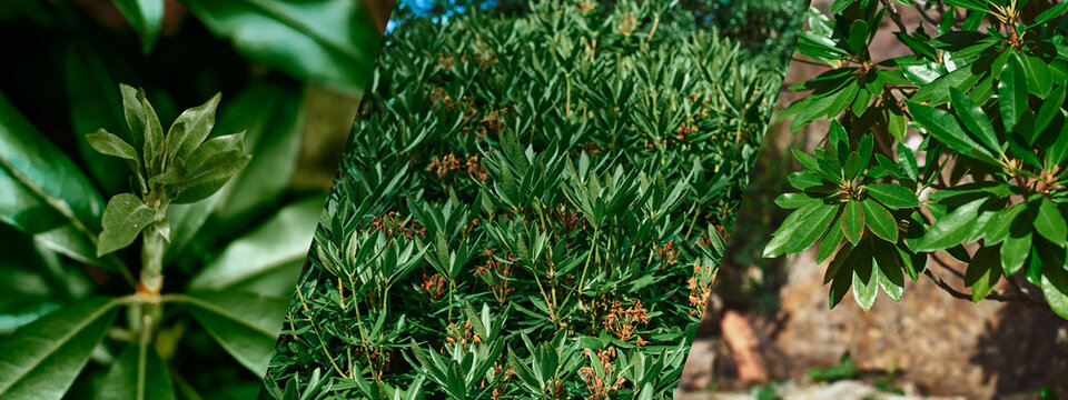 Colage with three different close-up photos of rhododendron. Banner for a site with a Rhododendron plant. Rhododendron in nature. Shrubs depicted in different plans.