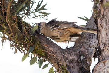 Photograph of a beautiful Chalk-browed mockingbird.	