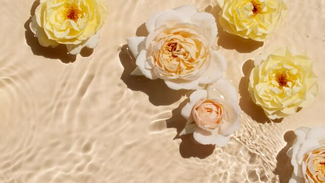 Yellow rose flowers on water surface and of waves on yellow background. Sun and shadows. Pure water with reflections sunlight and shadows in slow motion. Valentines day texture. High quality 4k