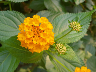 Lantana also Spanish flag (in german Wandelröschen) Lantana