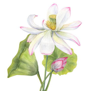 Set of pink Lotus flower, Bud and Leaf. Delicate blooming Water Lily. Floral elements. Watercolor illustration isolated on white background. Hand drawn composition for poster, cards, greeting