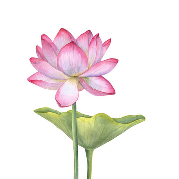 Pink Lotus flower and green Leaf. Blooming Water Lily. Watercolor illustration isolated on white background. Hand drawn composition for poster, cards, greeting, cosmetics packaging, spa center