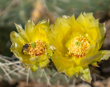 Bee Gathering Pollen Inside Yellow Prickly Pear Cactus Plant Floewrs
