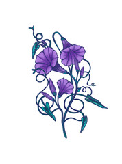 Morning glory Bindweed purple flowers with green leaves bouquet Botanical illustration hand drawn with colored pencils