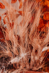 Beige dry wheat sprouts. Autumn harvest and thanksgiving composition. Seasonal natural vertical background