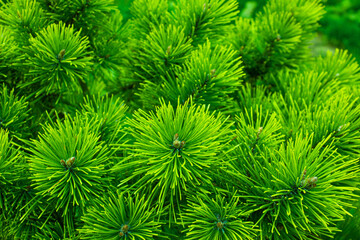 Closeup photo of Green Needle Pine tree. Small pine cones at the end of branches. Blurred pine needles in background. Background of Christmas tree branches.