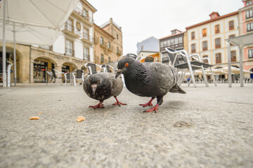 Close-up of two pigeons eating in the term of a town