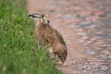 HARE - A cute mammal on a country road
