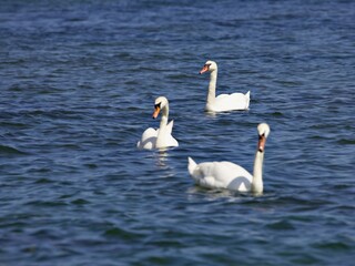 Fototapeta premium Schwäne auf dem Wasser