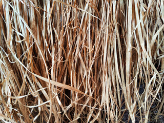 Dry grass, hay, straw laid in rows. Thatched wall background and texture. Tropical roofing on beach. Abstract pattern, frame, copy space, place for text