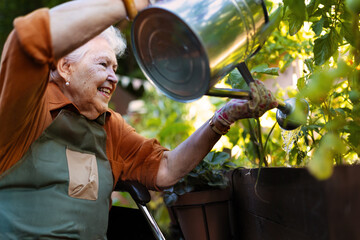 Portrait of senior woman watering tomato plants in urban garden. - obrazy, fototapety, plakaty