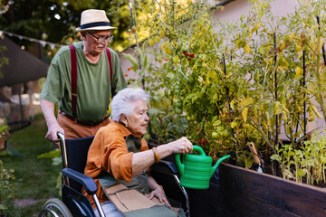Portrait of senior couple taking care of vegetable plants in urban garden.