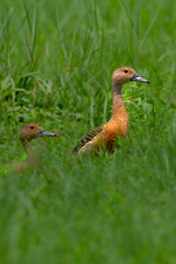 A pair of Lesser Whistling Duck, (Dendrocygna javanica) in the green grass