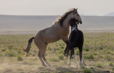 Obraz na płótnie Canvas Wild Horse Stallions Fighting in the Utah Desert