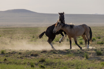 Wild Horse Stallions Fighting in the Utah Desert