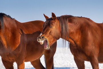 Red horse yawns