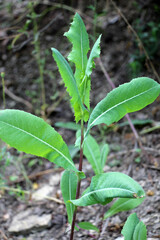 It grows in nature Lactuca serriola
