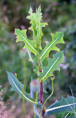 It grows in nature Lactuca serriola