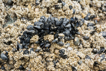 sea shells on the beach