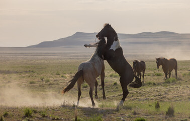 Wild Horse Stallions Fighting in the Utah Desert