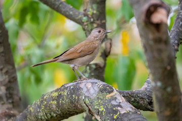 White Thrush or White Thrush (Turdus amaurochalinus) in selective focus, also known as 